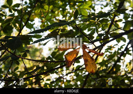 D'automne ensoleillée feuilles marron. Banque D'Images