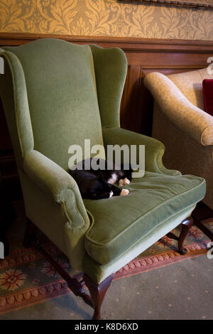 Palmerston, le chat résident du Bureau des affaires étrangères et du Commonwealth (FCO) dort sur un fauteuil ailé dans la salle de réunion où les ambassadeurs éminents diplomates étrangers attendre pour les séances, le 17 septembre 2017, dans la région de Whitehall, Londres, Angleterre. Palmerston est le chef résident à l'Mouser FCO qui a débuté son rôle en2016. Auparavant, il était de Battersea Dogs & Cats Accueil et est nommé d'après l'ancien secrétaire aux Affaires étrangères et Premier ministre Lord Palmerston. Banque D'Images