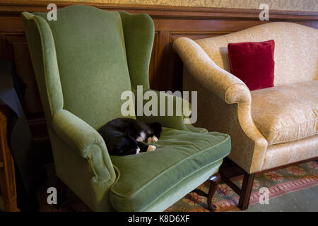 Palmerston, le chat résident du Bureau des affaires étrangères et du Commonwealth (FCO) dort sur un fauteuil ailé dans la salle de réunion où les ambassadeurs éminents diplomates étrangers attendre pour les séances, le 17 septembre 2017, dans la région de Whitehall, Londres, Angleterre. Palmerston est le chef résident à l'Mouser FCO qui a débuté son rôle en2016. Auparavant, il était de Battersea Dogs & Cats Accueil et est nommé d'après l'ancien secrétaire aux Affaires étrangères et Premier ministre Lord Palmerston. Banque D'Images