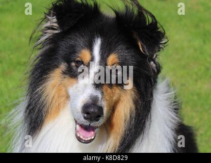 Cartouche 3 couleurs rough collie jouant dans un pré Banque D'Images