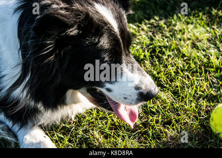 Un border collie haletant Banque D'Images