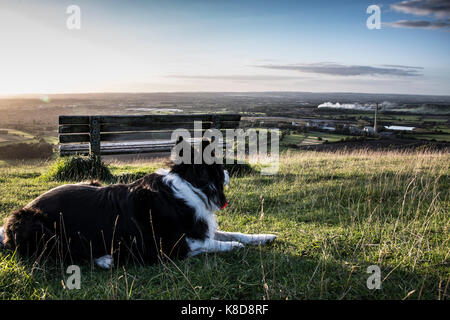 Un border collie assis par un banc Banque D'Images