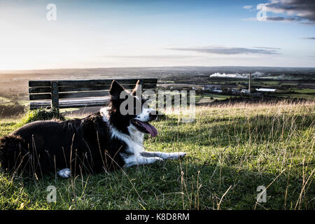 Un border collie assis par un banc Banque D'Images