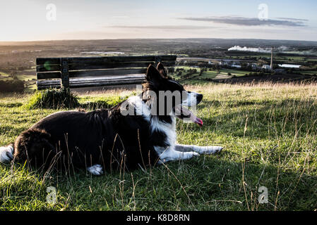Un border collie assis par un banc Banque D'Images
