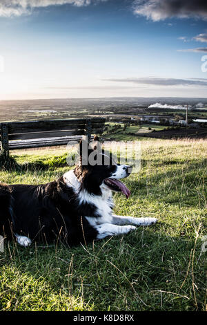 Un border collie assis par un banc Banque D'Images
