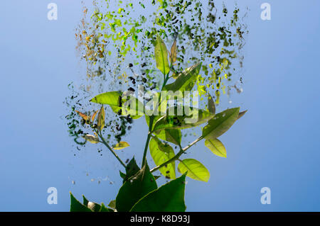Amélioration de l'image numérique de feuilles d'arbres de citron vert sur un fond de ciel bleu Banque D'Images