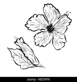 Fleur d'hibiscus dans un style de tatouage. Le noir et blanc, graphique fleur tropicale Illustration de Vecteur