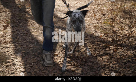 Un homme dans un chandail et pantalon la marche à l'extérieur avec une race de chien Dalmatien. homme marchant avec un chien dalmatien Banque D'Images