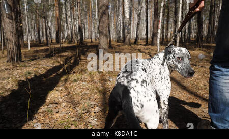 Homme marche avec chien dans le parc automne à jour ensoleillé. homme marchant avec un chien dalmatien, vue de l'arrière Banque D'Images