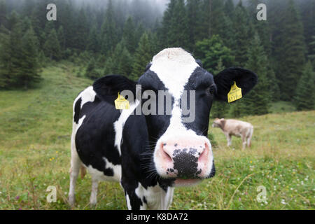 Friesian holstein vache dans un pré à Vorarlberg, Autriche Banque D'Images