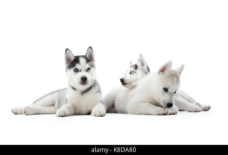 Trois chiots husky de Sibérie assis au studio. Banque D'Images