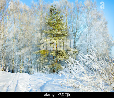 Paysage de neige hiver rural avec forêt, sentier et ciel bleu. les arbres couverts de neige froide journée d'hiver. Banque D'Images