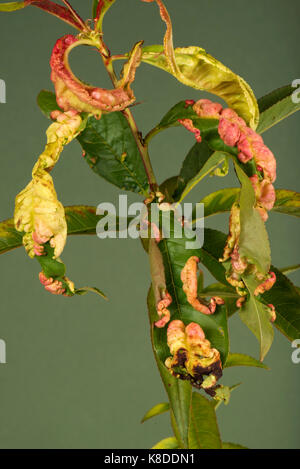 Peach leaf curl, taprina déformante, maladie fongique distorsion de feuilles sur un jeune arbre peach, Berkshire, septembre Banque D'Images