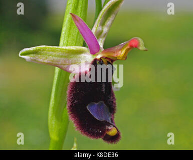 Ophrys bertolonii, bertoloni bertoloni ou l'orchidée abeille, ophrys de la famille des orchidacées, une orchidée sauvage en italie Banque D'Images