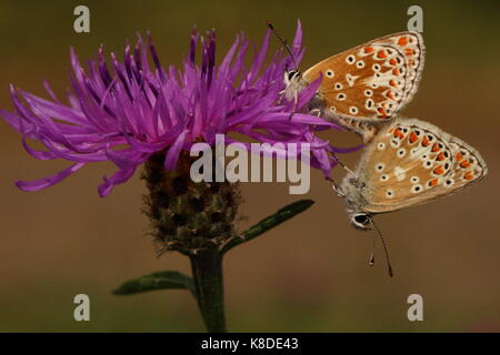 Appariement Des Papillons Bruns Argus Banque D'Images