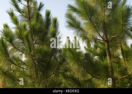 Long leafpine arbres, Bethune, Caroline du Sud, USA. longue feuille pins sont utilisés comme paillis dans l'aménagement paysager. Banque D'Images