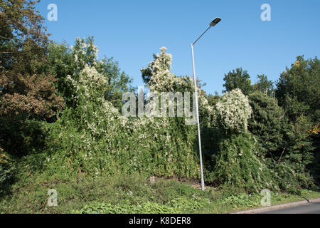 Vigne de coloniser les bois. Banque D'Images