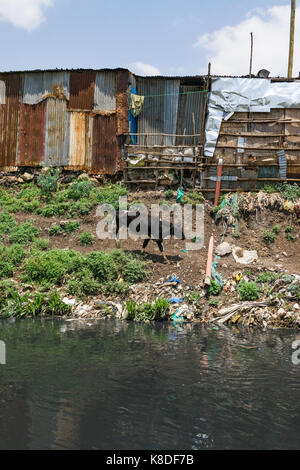 La ligne des baraques taudis rivière Ngong qui est polluée par des déchets, les déchets plastiques et les ordures, une vache peut être vu marcher par la rivière à la recherche de nourriture, N Banque D'Images