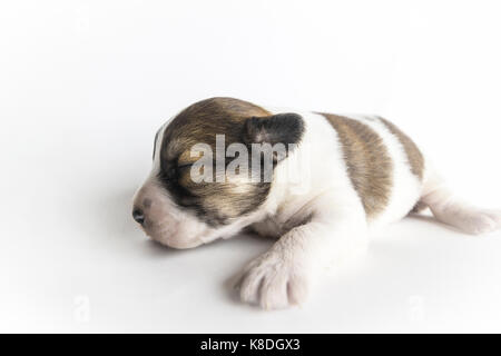 Un nouveau-né aveugle puppy de colorant brun gros plan sur un fond blanc. Banque D'Images