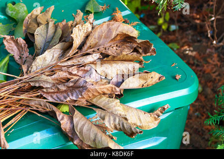 Les feuilles de noyer sur un silo à compost en plastique vert Banque D'Images