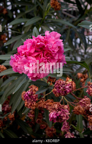 Laurier-rose-violet fleurs sur close-up shoot Kos , Grèce Banque D'Images