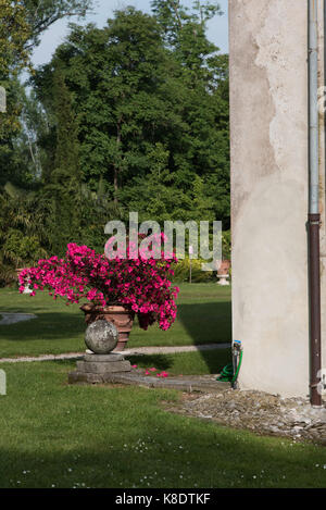 Balade dans le jardin de roses anciennes Banque D'Images