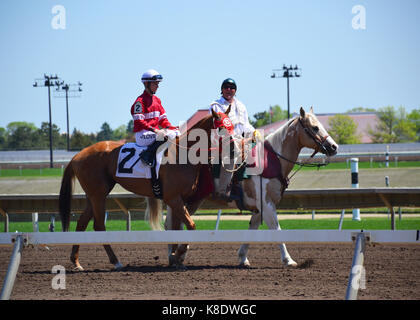 Chevaux et jockeys au galop Banque D'Images