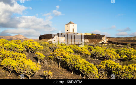 Molino Viejo paysage moulin Kleinia plantes Nerifolia, Yaiza Lanzarote, îles Canaries, Espagne Banque D'Images