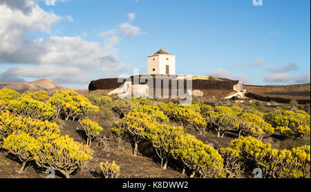 Molino Viejo paysage moulin Kleinia plantes Nerifolia, Yaiza Lanzarote, îles Canaries, Espagne Banque D'Images