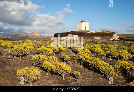 Molino Viejo paysage moulin Kleinia plantes Nerifolia, Yaiza Lanzarote, îles Canaries, Espagne Banque D'Images