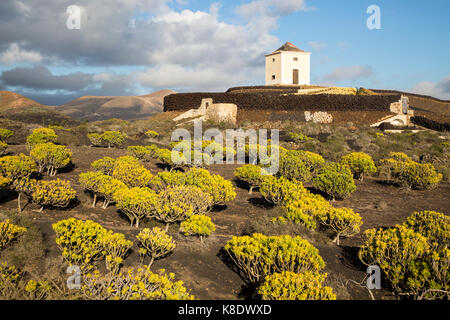 Molino Viejo paysage moulin Kleinia plantes Nerifolia, Yaiza Lanzarote, îles Canaries, Espagne Banque D'Images