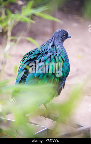 Vue arrière de l'Aurès (Caloenas nicobarica Pigeon), Inde Banque D'Images