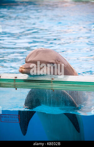 Smiling grand dauphin (Tursiops) dans l'Aquarium Banque D'Images