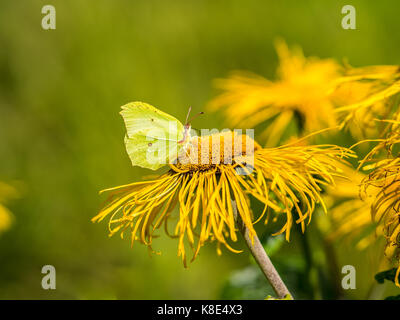 Heartleaf oxeye avec pétales jaunes, telekia speciosa et papillon vert Banque D'Images