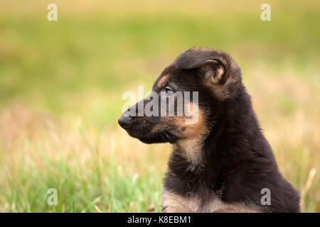 Berger allemand, chiot, 8 semaines, portrait Banque D'Images