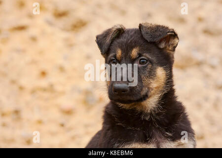 Berger allemand, chiot, 8 semaines, portrait Banque D'Images