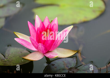 Fleur de Lotus dans un jardin botanique avec des feuilles vertes Banque D'Images