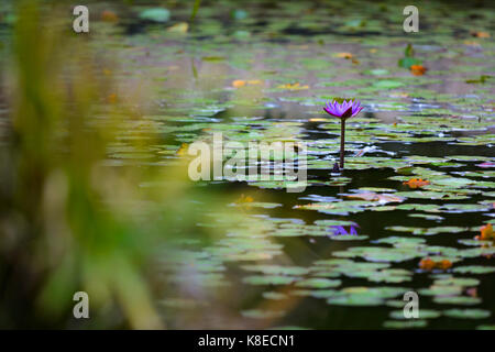 Fleur de Lotus dans un jardin botanique avec des feuilles vertes Banque D'Images