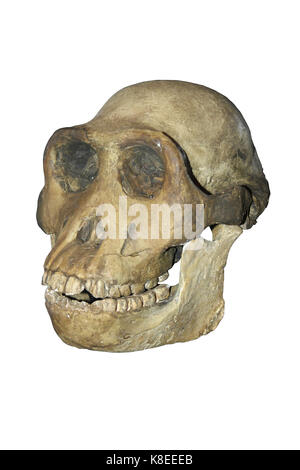 Crâne d'australopithecus boisei homme Casse-noisette Banque D'Images