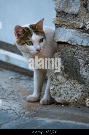 Cat domestique regardant prudemment autour de Corner Banque D'Images