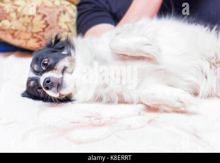 Ptretty chien noir et blanc se trouve dans la relaxation Banque D'Images