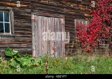Old weathered barn rustique avec des vignes rouges en grandissant il à Wilmington NY Banque D'Images