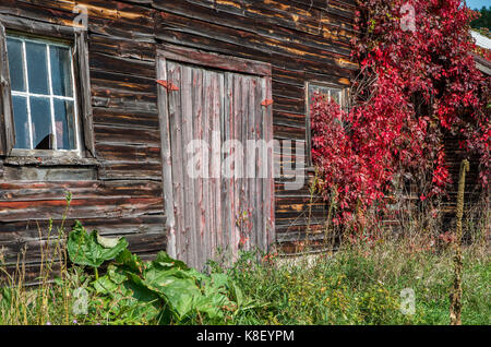Old weathered barn rustique avec des vignes rouges en grandissant il à Wilmington NY Banque D'Images