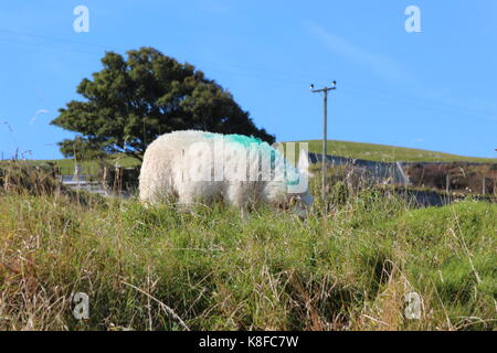 Llandudno, au Pays de Galles. Sep 19, 2017. Météo britannique. Sunny à Llandudno. Le grand orme Llandudno Crédit : Michael Clarke/Alamy Live News Banque D'Images