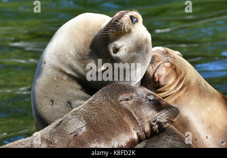 Berlin, Allemagne. Sep 19, 2017 les lions de mer de Californie. peut être voir le soleil au zoo de Berlin, Allemagne, 19 septembre 2017. crédit : Paul zinken/dpa/Alamy live news Banque D'Images