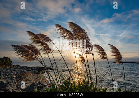 Mousehole, Cornwall, UK. 20 septembre 2017. Météo britannique. Le vent a commencé à revenir sur la côte sud-ouest de la Cornouailles ce matin. On voit ici aux côtés de plus en plus l'herbe de la Pampa de la côte au lever du soleil. Crédit : Simon Maycock/Alamy Live News Banque D'Images