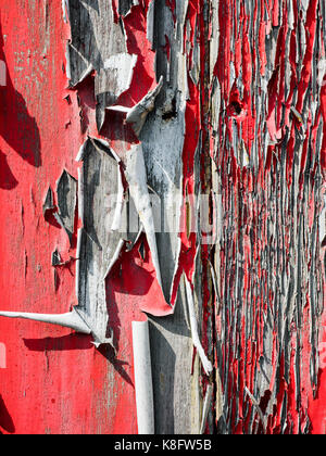 Ancien et de l'écaillement de la peinture rouge et de levage de curling un vieux hangar en bois en raison des effets de la pluie, du gel et de la lumière du soleil pendant de nombreuses années. Banque D'Images