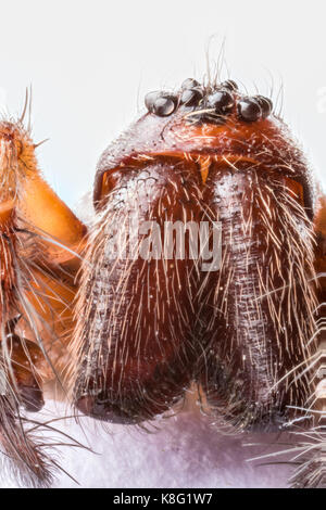 Macro empilées de la tête de la chambre (araignée tegenaria domestica) montrant huit yeux, palpes et jaws Banque D'Images