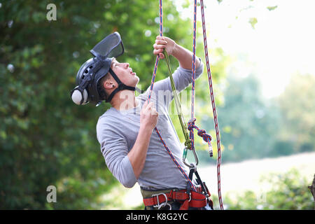 Les jeunes stagiaires masculins tree surgeon testing cordes d'escalade Banque D'Images