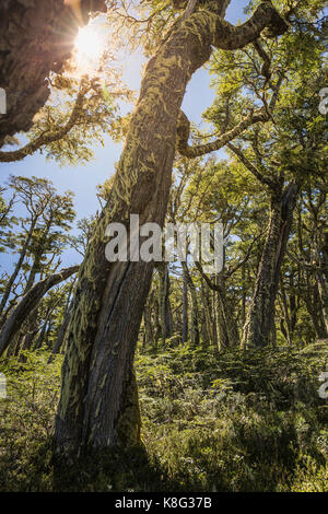 Lichen couvrant des troncs barbe in sunlit forêt, réserve nationale de coyhaique coyhaique, province, Chili Banque D'Images